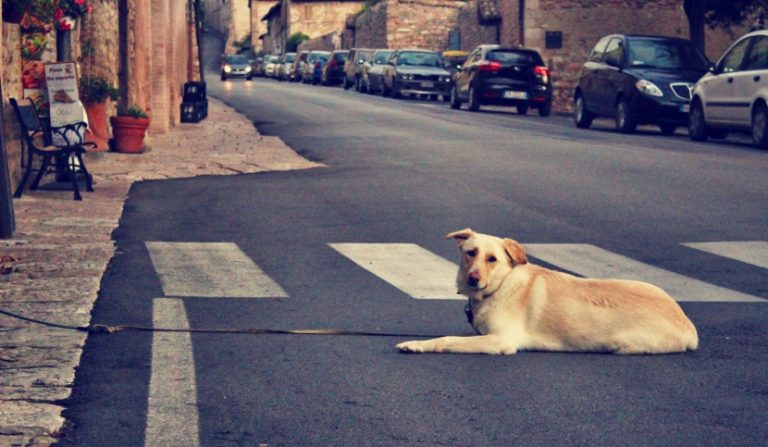 A distanza di 8 anni dalla legge che ha reso obbligatorio il soccorso stradale per animali, la Lav ha condotto un’indagine: ecco quali sono stati i risultati