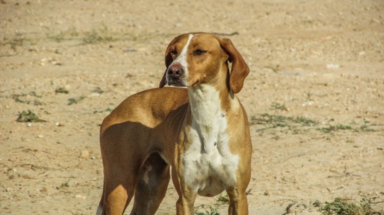cani randagi