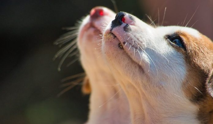 cani-responsabile-civile imola
