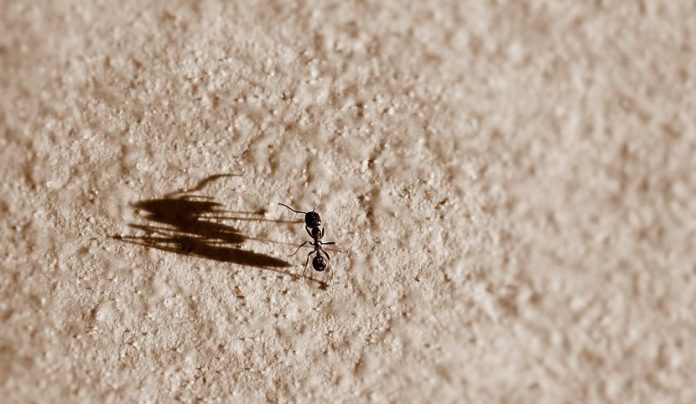 formiche in ospedale