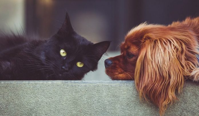 animali domestici