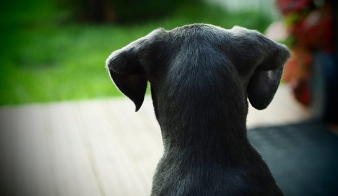 maltrattamento di animali