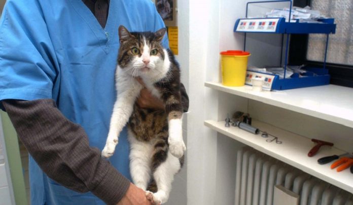 ricette veterinarie