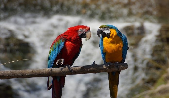 malattia infettiva trasmessa da pappagalli