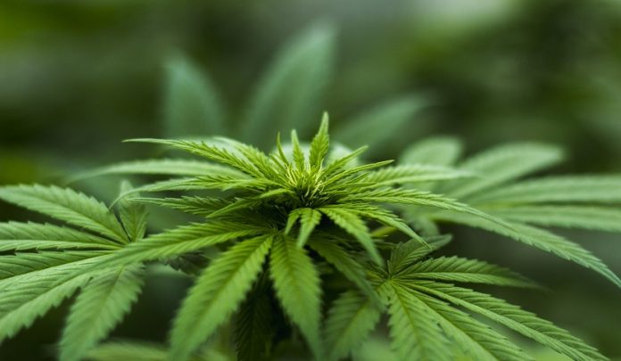 commercializzazione derivati canapa