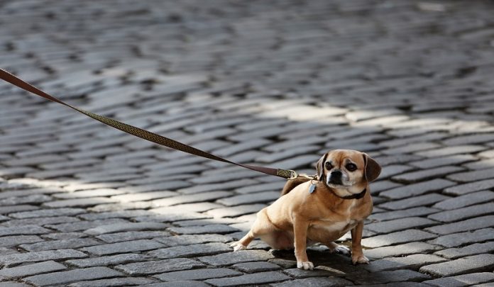rissa tra cani