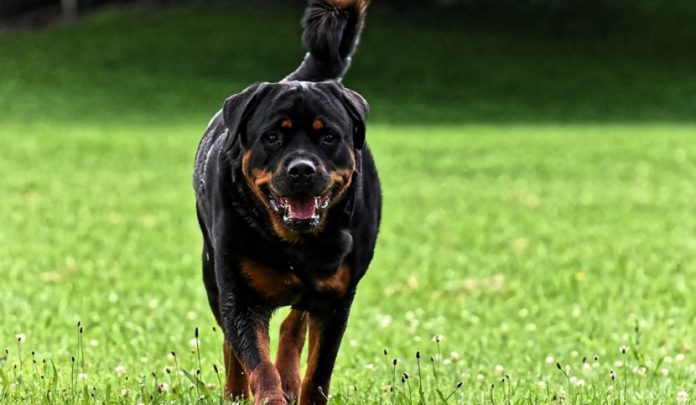 rottweiler
