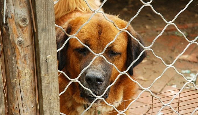 abbandono di animali