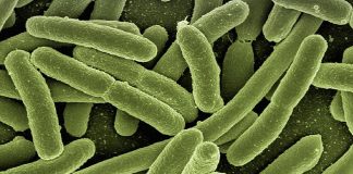 trapianto di microbiota intestinale