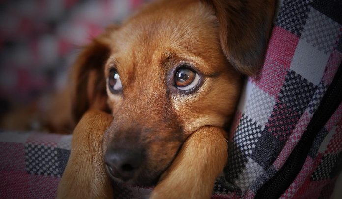animali