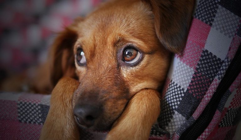 animali