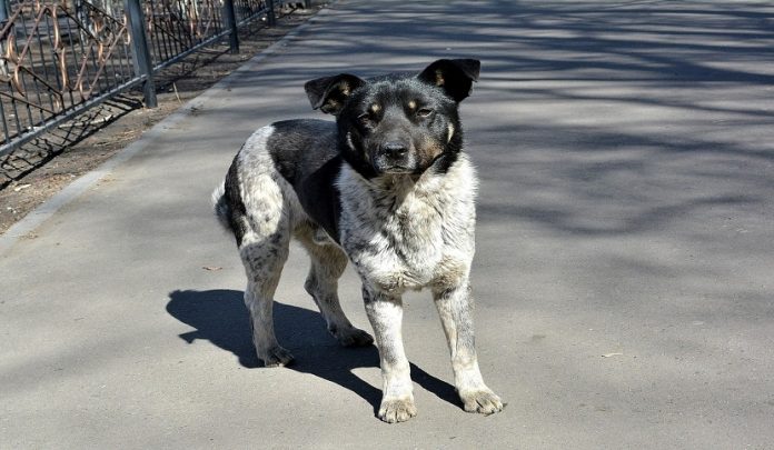 divieto di alimentare cani randagi
