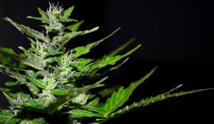 piantine di cannabis