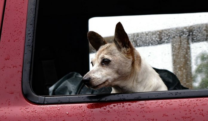 morte-del-cane-in-pensione