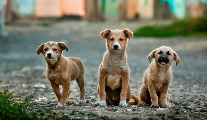 uccisione di animali