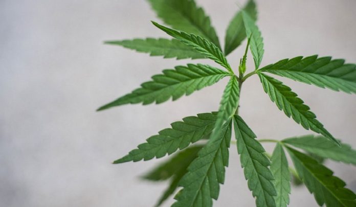 coltivazione di sostanza stupefacente