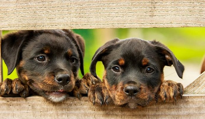 abbandono di animali