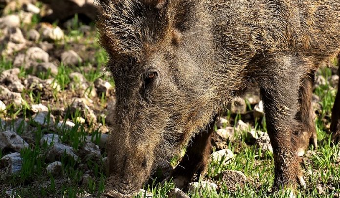 danni-animali-selvatici-responsabile-civile Danni cagionati da animali selvatici