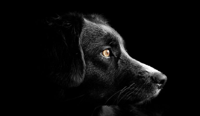 cane scaraventato dal balcone