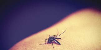 morta per una malaria non diagnosticata