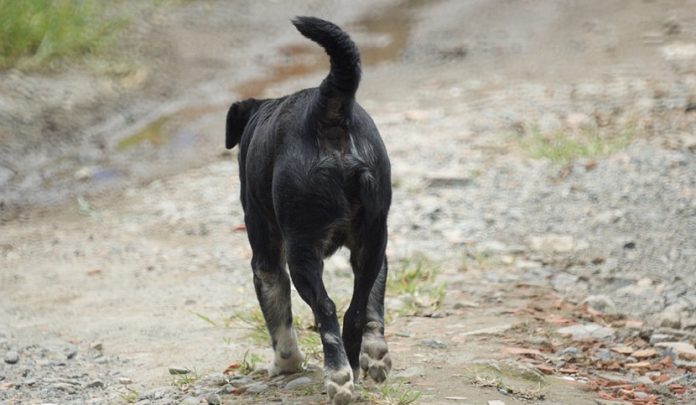 cani randagi