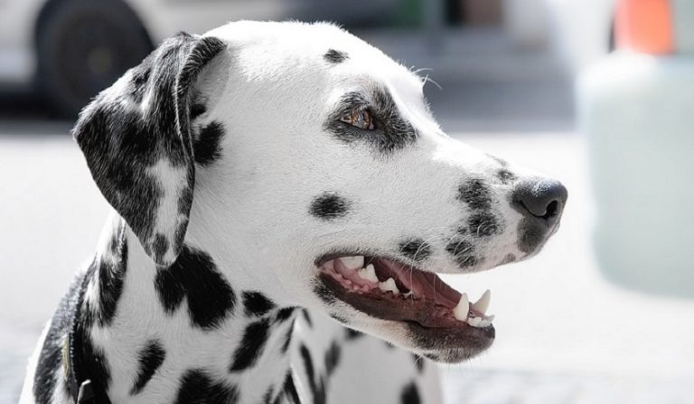 maltrattamento di animali