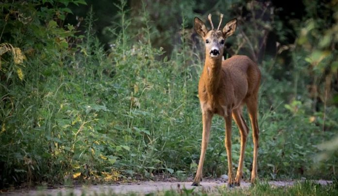 maltrattamento di animali