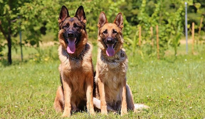 maltrattamento di animali