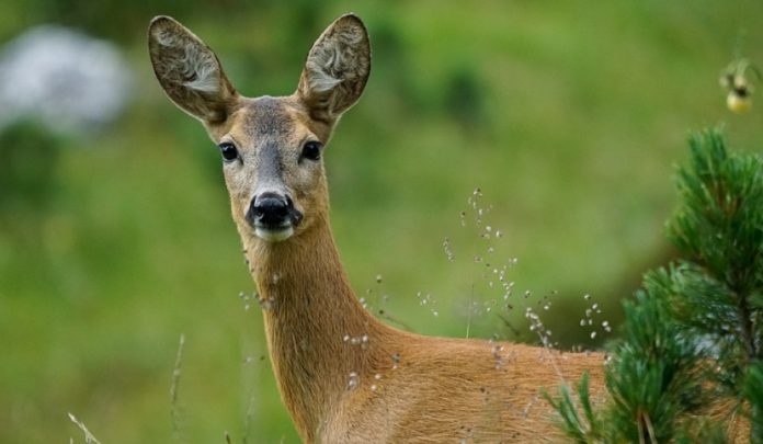collisione con un capriolo