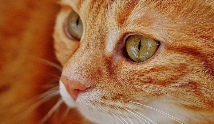 condotte produttive di gravi sofferenze