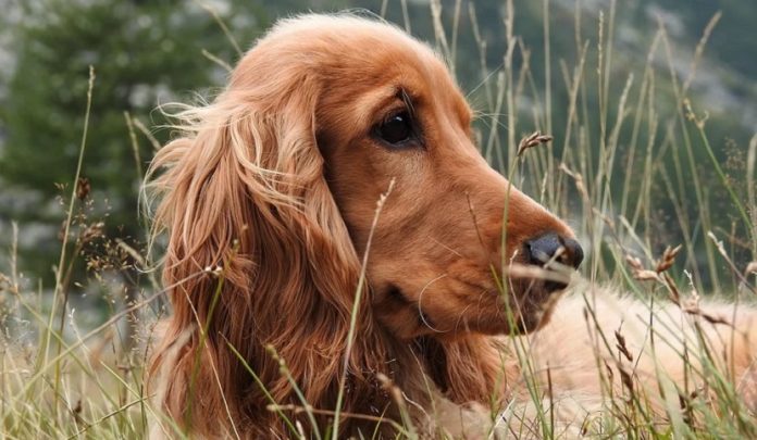 inciampata nel guinzaglio del cane