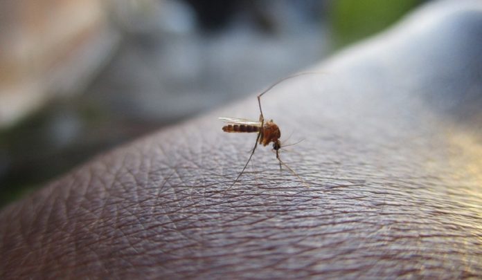 morta di malaria