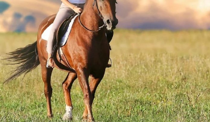 caduta-da-cavallo-responsabile-civile caduta da cavallo