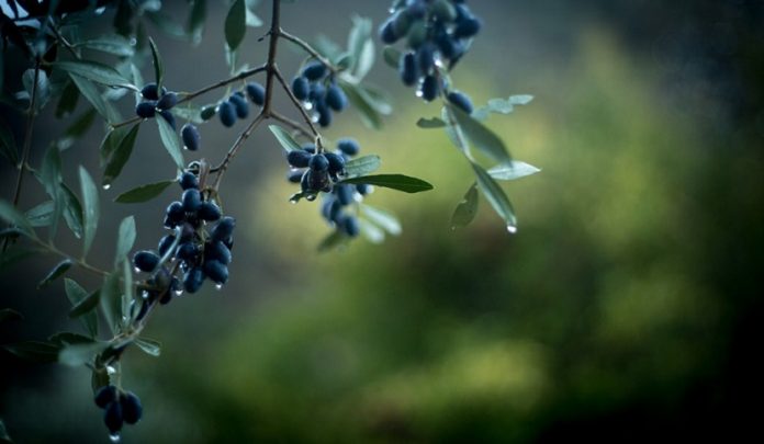 raccolta delle olive