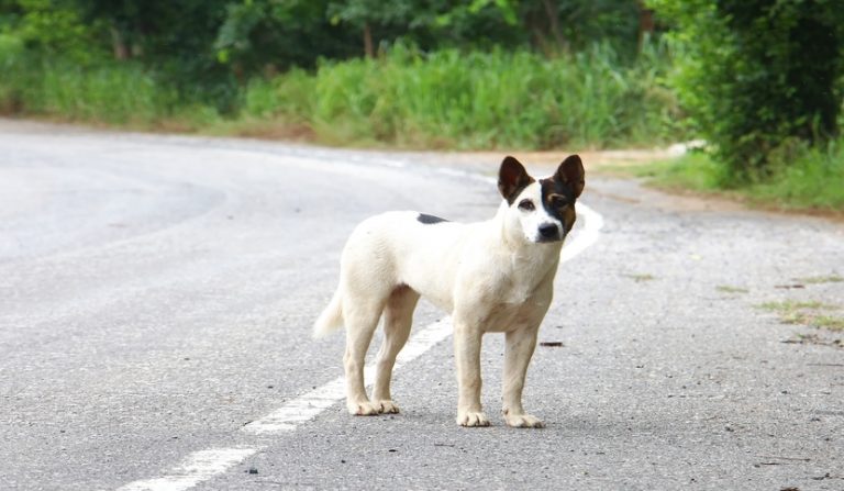 Animale randagio attraversa la strada e causa la caduta di un motociclo