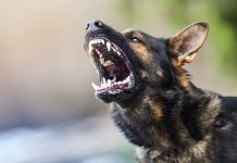 Cane aggredisce e morde una bambina: condanna del proprietario