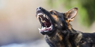 Cane aggredisce e morde una bambina: condanna del proprietario