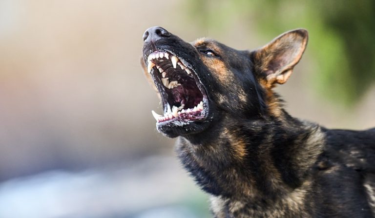 Cane aggredisce e morde una bambina: condanna del proprietario
