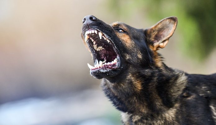 Aggressive,Dog,Shows,Dangerous,Teeth.,German,Sheperd,Attack.,Head,Detail Cani randagi aggrediscono il gregge di ovini uccidendo 14 esemplari