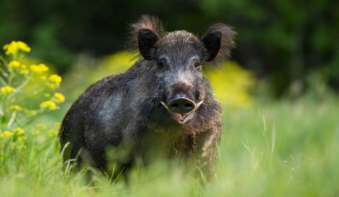 incidenti-animali-selvatici Scontro con animali selvatici e intervento della Suprema Corte