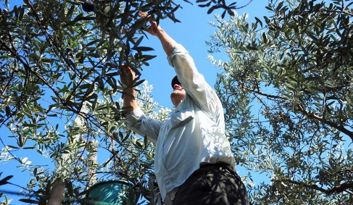 Caduta dall'albero del lavoratore che raccoglie frutta