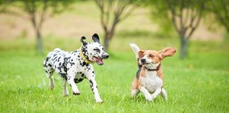 Cani portati a spasso in aperta campagna e regole di condotta