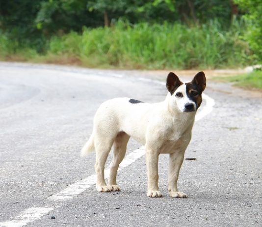 Scontro con un cane randagio provoca sinistro stradale