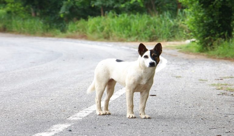 Scontro con un cane randagio provoca sinistro stradale