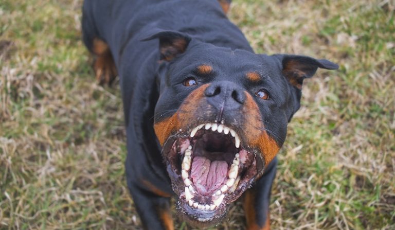 Lesioni causate da due cani che fuggono dal loro giardino
