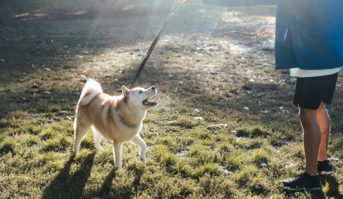 cane_akita_guinzaglio-aggressione