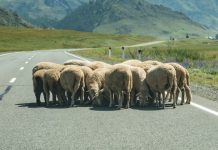 gregge-pecore-autostrada