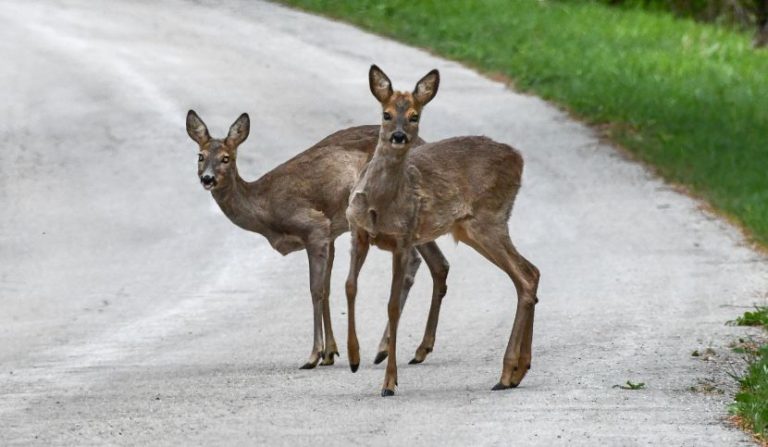 scontro-con-un-capriolo