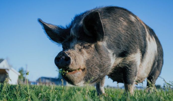 Animali-trascurati-malnutriti