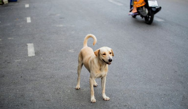 cane-strada-incidente
